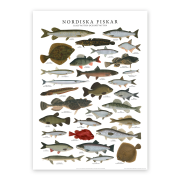 Poster Nordiska Fiskar 50x70cm